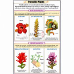 Parasitic Plants Chart